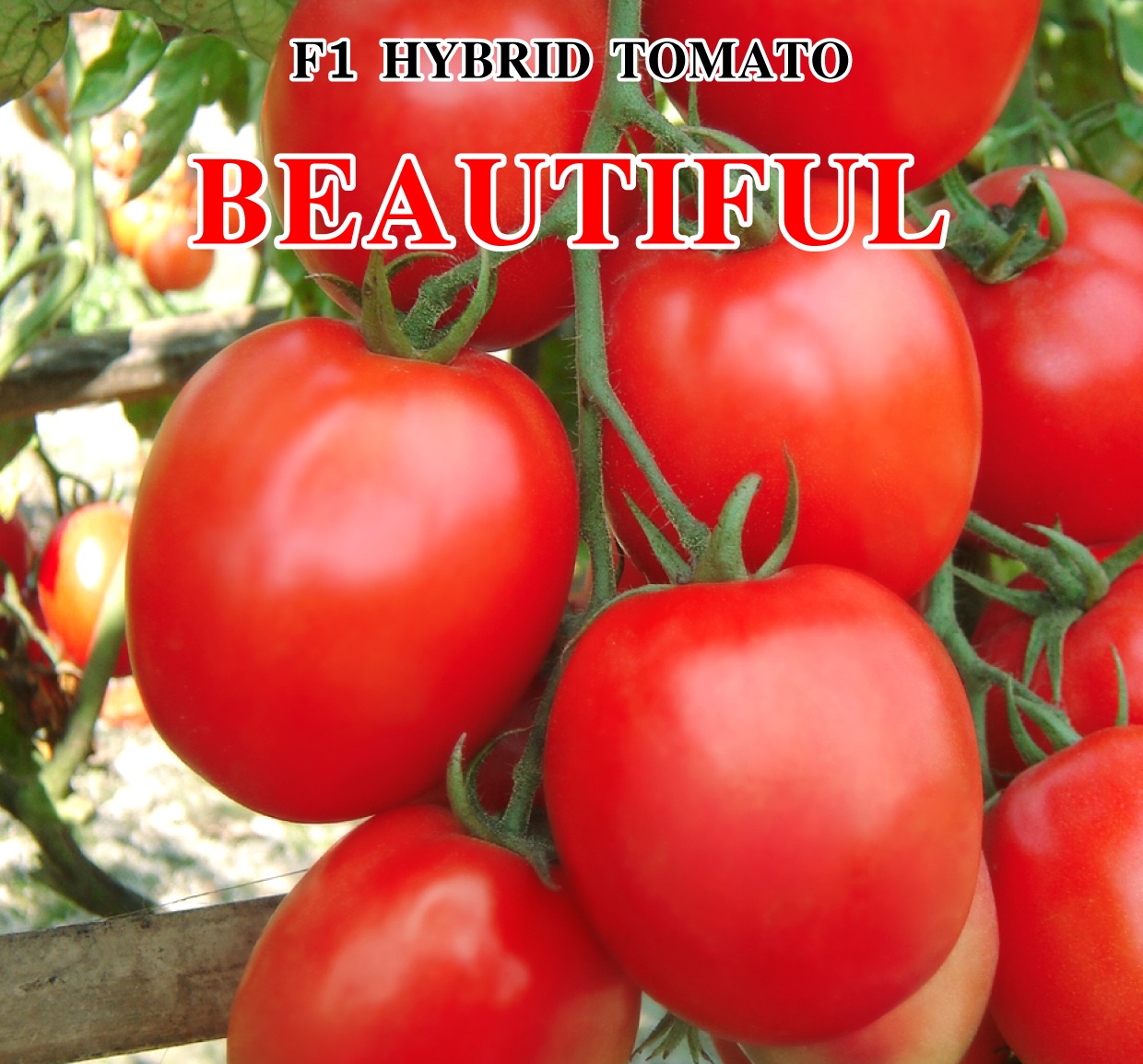 Tomato – Jamalpur Seeds