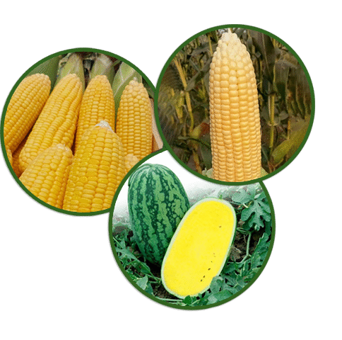 New Arrival Nov 2025