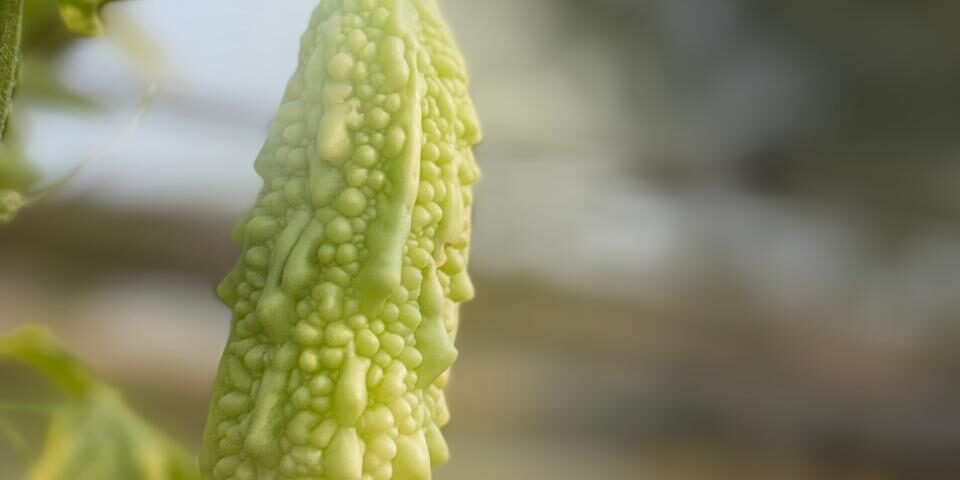 F1 Hybrid Bitter Gourd Chottrola