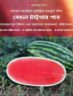 A high-yielding Bengal Tiger Plus watermelon sliced open to show deep red flesh alongside a whole striped watermelon in a field.