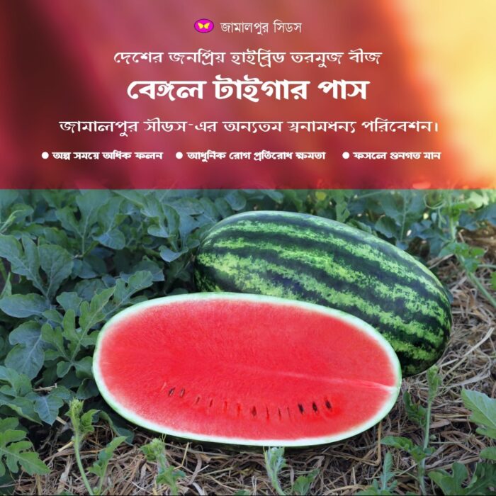 A high-yielding Bengal Tiger Plus watermelon sliced open to show deep red flesh alongside a whole striped watermelon in a field.