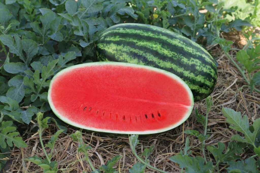 A sliced Bengal Tiger Plus watermelon showing deep red flesh and a whole striped watermelon in a green field.