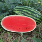 A sliced Bengal Tiger Plus watermelon showing deep red flesh and a whole striped watermelon in a green field.