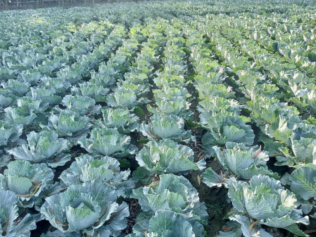 Rows of healthy Sudarshan hybrid cauliflower plants growing in a well-maintained field in Kushtia, Bangladesh