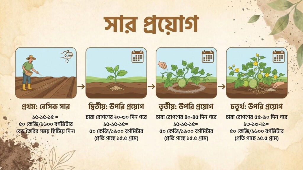খরমুজ চাষের ৪টি ধাপে সার প্রয়োগের সচিত্র নির্দেশিকা যেখানে বেসাল ডোজ এবং পরবর্তী তিনটি উপরি সার প্রয়োগের সময় ও পরিমাণ দেখানো হয়েছে।