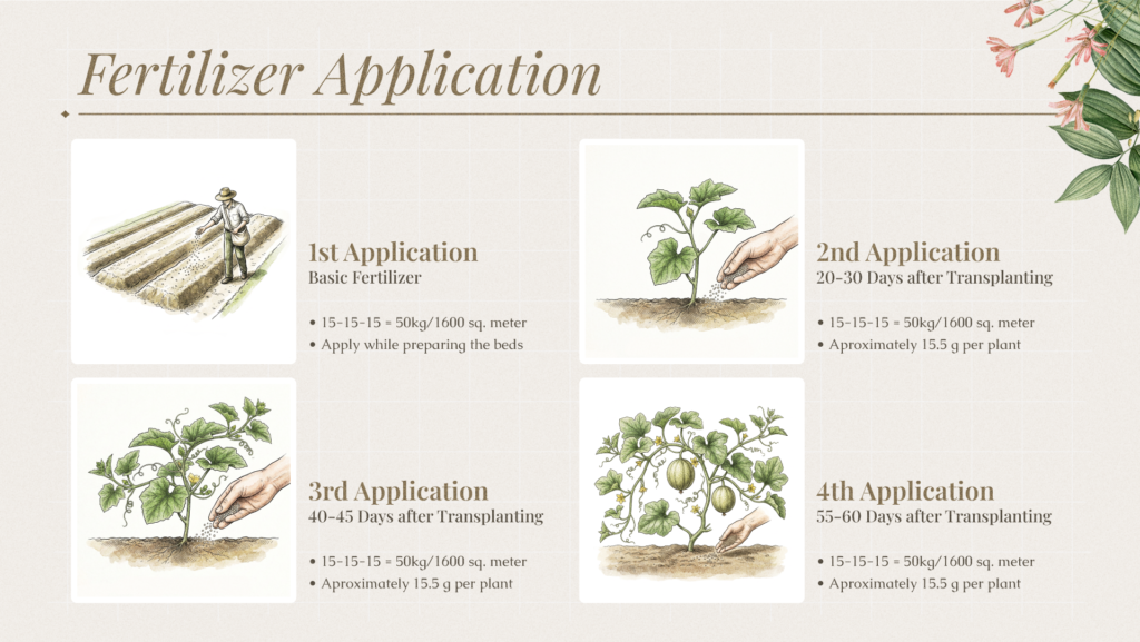 Infographic timeline in Bengali showing four stages of fertilizer application for melons: farmer applying base fertilizer on fields, then top dressings on seedlings at specified intervals with NPK ratios and quantities.