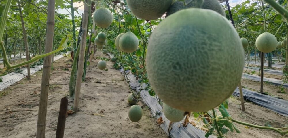 Complete Guide to Melon Cultivation: A Detailed Step-by-Step Manual