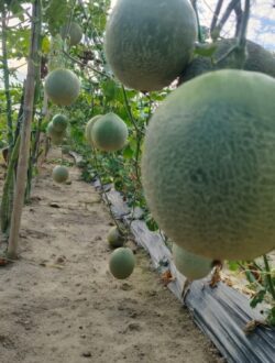 Vibrant wide-angle view of a thriving melon cultivation field in Bangladesh featuring rows of green-netted trellises laden with numerous ripening cantaloupe melons hanging from healthy vines, supported by bamboo poles and green netting, black plastic mulch covering the soil, under a bright blue sky with scattered clouds — ideal cover image for a comprehensive guide to growing melons.