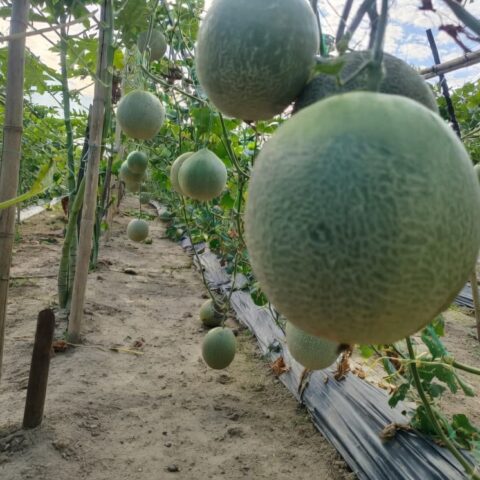 Vibrant wide-angle view of a thriving melon cultivation field in Bangladesh featuring rows of green-netted trellises laden with numerous ripening cantaloupe melons hanging from healthy vines, supported by bamboo poles and green netting, black plastic mulch covering the soil, under a bright blue sky with scattered clouds — ideal cover image for a comprehensive guide to growing melons.
