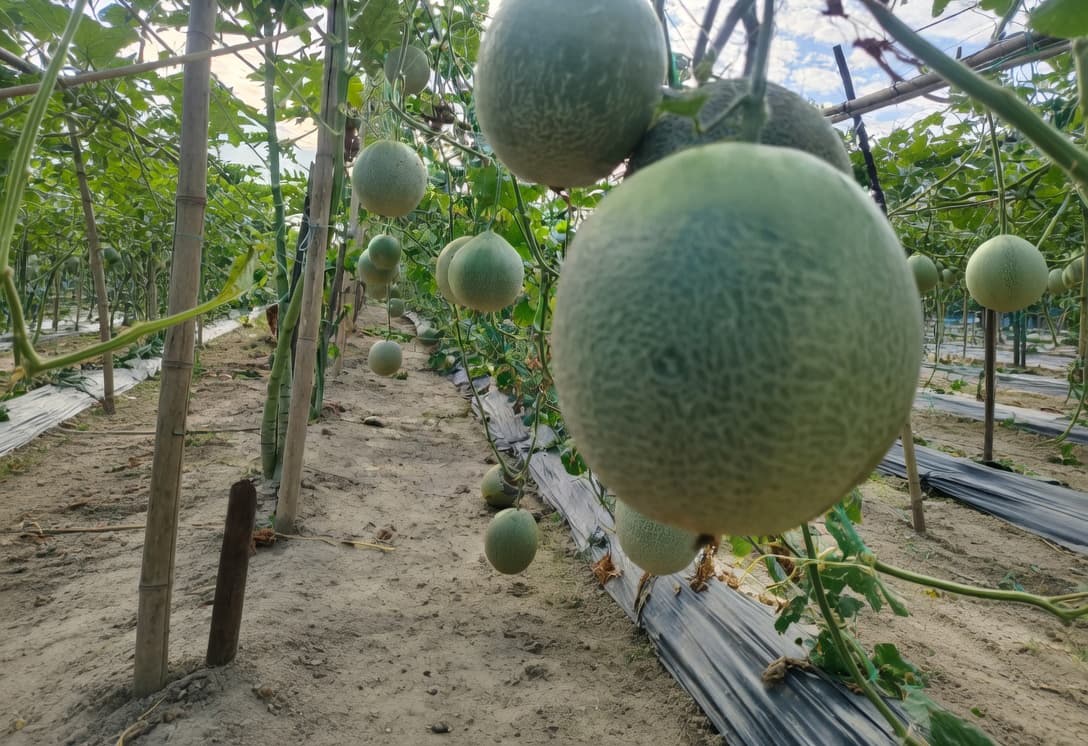 Vibrant wide-angle view of a thriving melon cultivation field in Bangladesh featuring rows of green-netted trellises laden with numerous ripening cantaloupe melons hanging from healthy vines, supported by bamboo poles and green netting, black plastic mulch covering the soil, under a bright blue sky with scattered clouds — ideal cover image for a comprehensive guide to growing melons.