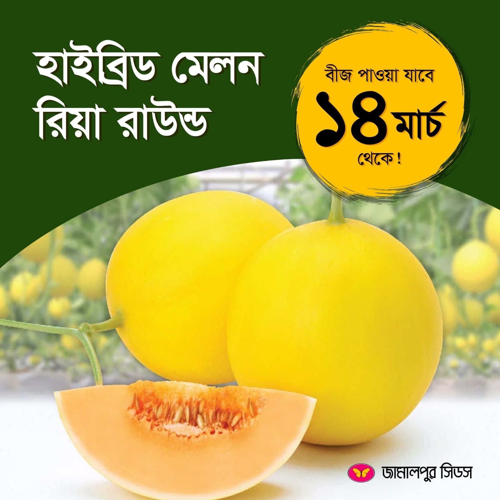 Hybrid Melon Ria Round yellow melon fruits with a sliced piece showing orange flesh, promoting seed availability from March 14 by Jamalpur Seeds.