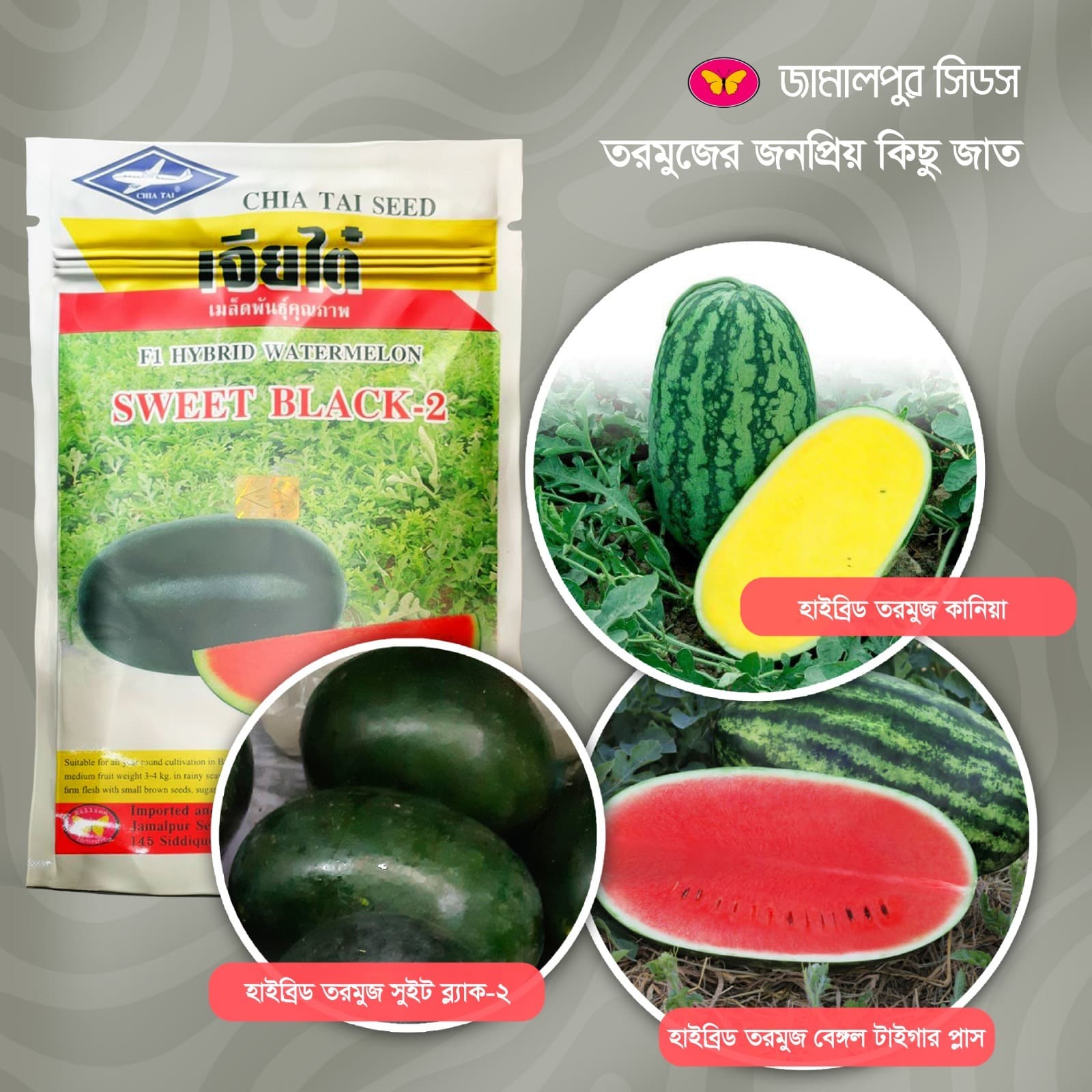 A promotional poster by Jamalpur Seeds showcasing high-yield hybrid watermelon varieties: Sweet Black-2, Kania (Yellow Flesh), and Bengal Tiger Plus, highlighting features like high yield, uniform size, and market demand.