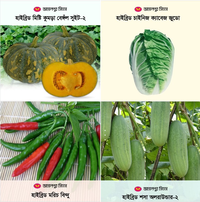A promotional poster by Jamalpur Seeds showcasing high-yield, heat-tolerant hybrid seeds including Bengal Sweet-2 pumpkin, Judo Chinese cabbage, Bindu chili, All-Rounder-2 cucumber, and Yellow Rocket carrot seeds.