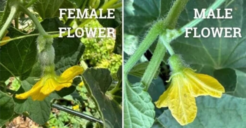 Side-by-side image of melon flowers: left is female with yellow petals and basal ovary; right is male with yellow petals and thin stem, both on green leafy vines.
