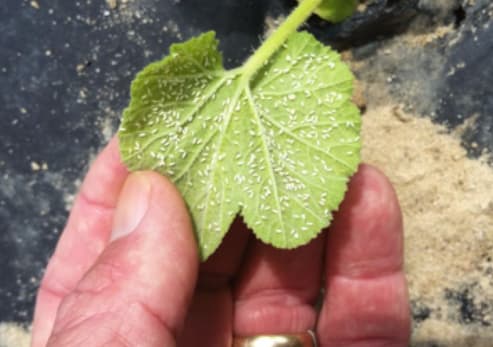 Close-up of a human hand holding a single green melon leaf (likely cantaloupe or watermelon) covered densely with numerous tiny white specks resembling small insects or eggs on the upper surface, against a dark mulch background and sandy soil; symptoms indicate heavy whitefly infestation, which transmits damaging virus diseases in melon plants.