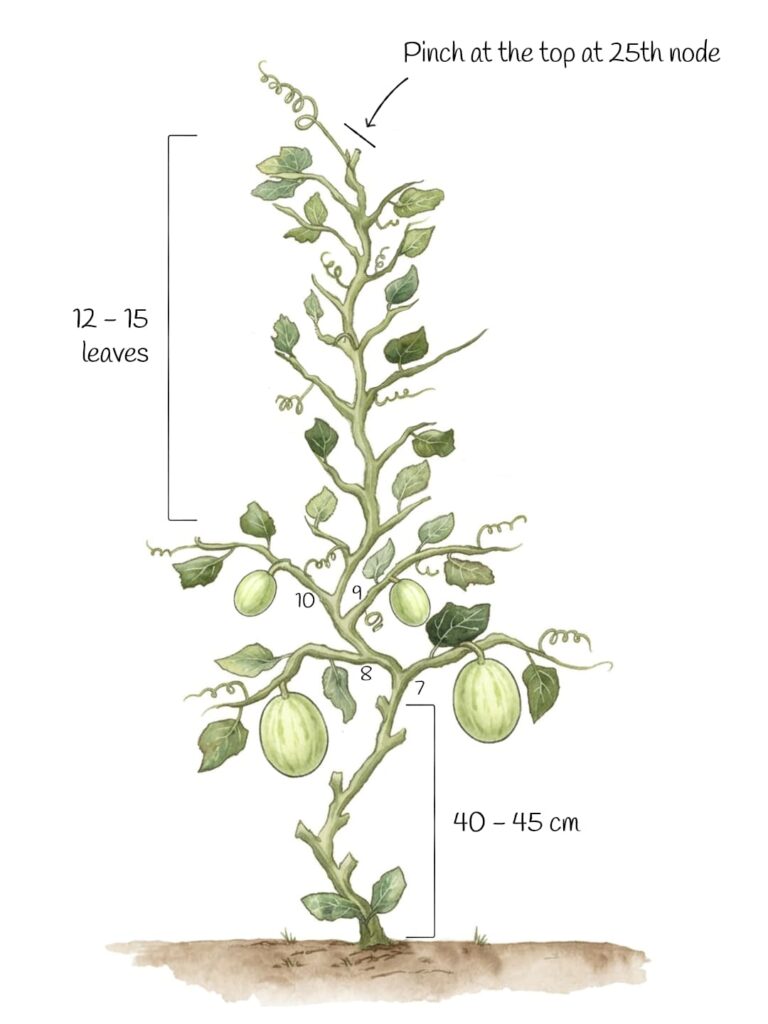 Illustrated melon vine with main stem, leaves, tendrils, and fruits at nodes 7 through 10; labels for pinching at the 25th node, maintaining 12-15 leaves, and a 40-45 cm fruit zone from the base.