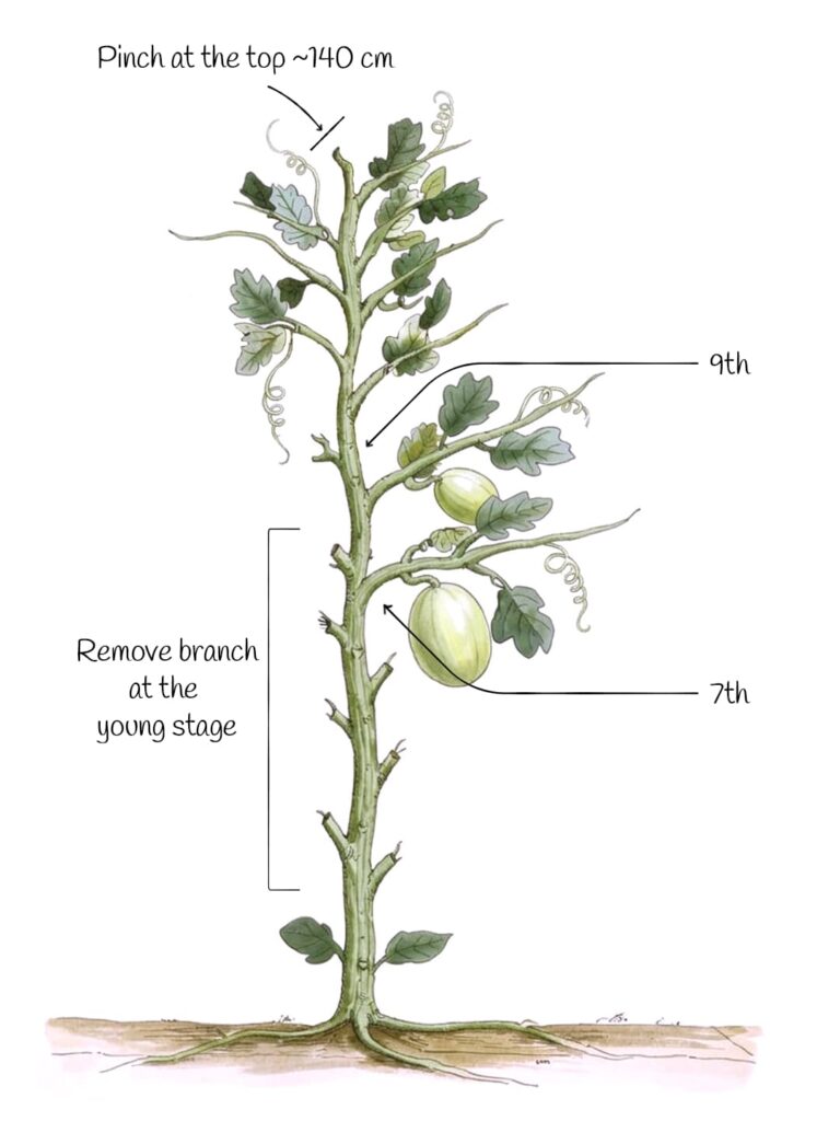 A hand-drawn diagram of a melon vine growing vertically, with annotations for pruning: top pinched at ~140 cm, side branches removed in early stages, and fruits labeled at the 7th and 9th nodes along the main stem with leaves and tendrils.
