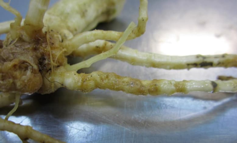 Close-up of melon plant roots affected by sudden wilt disease, displaying yellowish-brown discoloration, necrotic lesions, bumpy or galled appearance, and rot on the root segments and junctions against a metal surface.