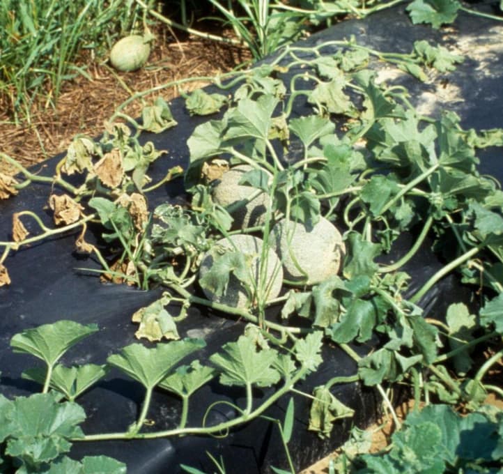Photo of melon plants on black plastic mulch displaying bacterial wilt symptoms: wilted, yellowed leaves and drooping vines with small green melons visible.