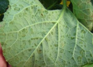 Green melon leaf held by a hand, displaying scattered pale yellow spots and slight moisture indicative of Downy Mildew disease.