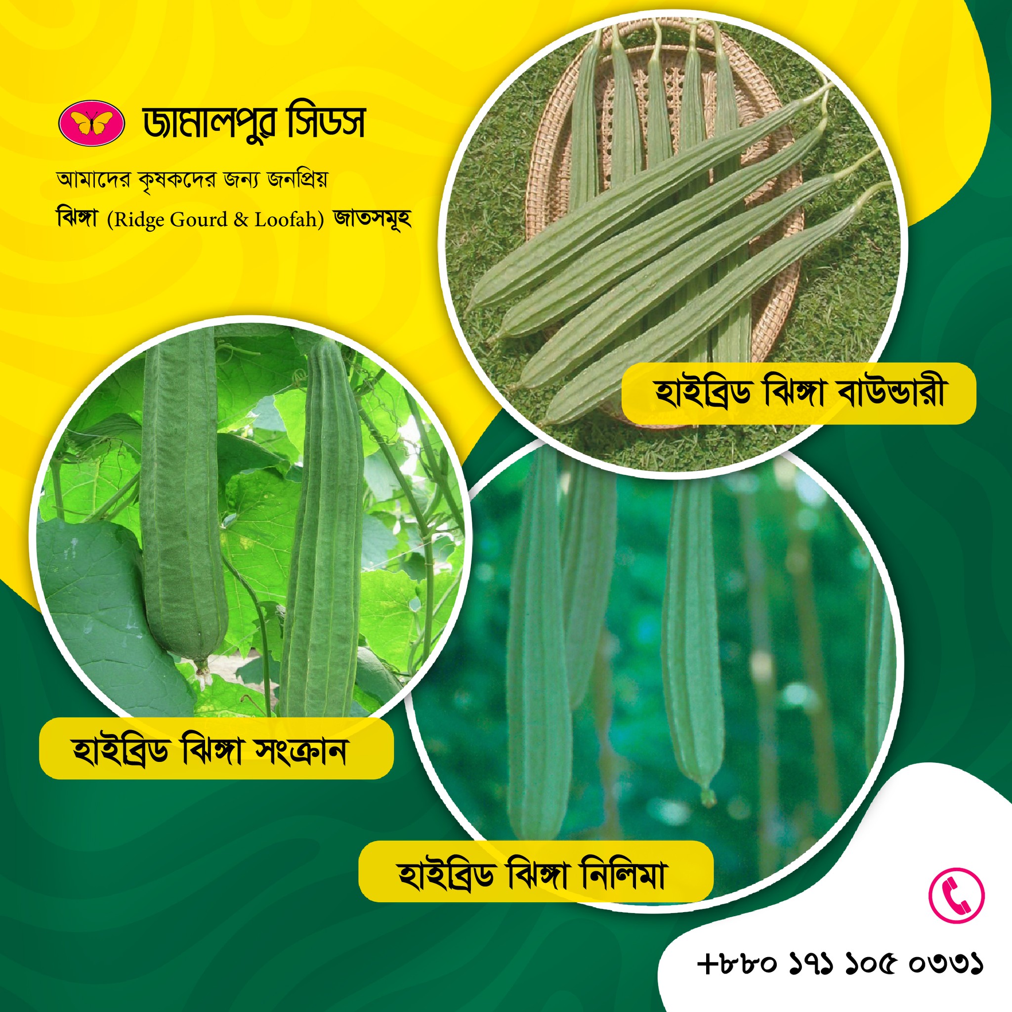 A promotional graphic by Jamalpur Seeds featuring three circular images of high-yielding hybrid sponge gourds: Hybrid Jhinga Baudori, Hybrid Jhinga Sonkoron, and Hybrid Jhinga Nilima, set against a vibrant yellow and green background with contact information.