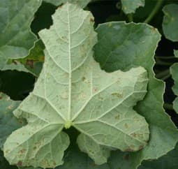 Angular Leaf Spot