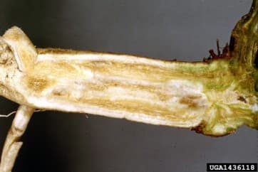Fusarium oxysporum niveum (FON)