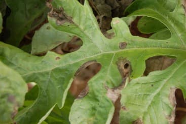 Gummy Stem Blight