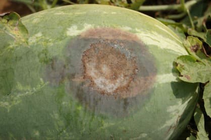 Phytophthora Fruit Rot
