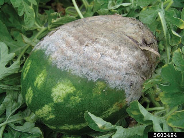 Phytophthora Fruit Rot