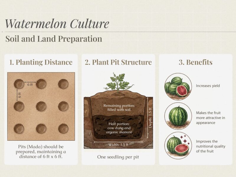 A detailed infographic of the pit preparation and planting method for watermelon cultivation. Three steps are shown in the image: first, a design for maintaining a 6-foot by 6-foot distance between each pit or mada. Second, the structure of the pit preparation, showing the process of filling the bottom half of a 1.5-foot deep and 1.5-foot wide hole with cow dung or organic fertilizer and the rest with soil. Third, the benefits of this method are highlighted through illustrations of increased yield, fruit attractiveness, and enhanced nutritional value.