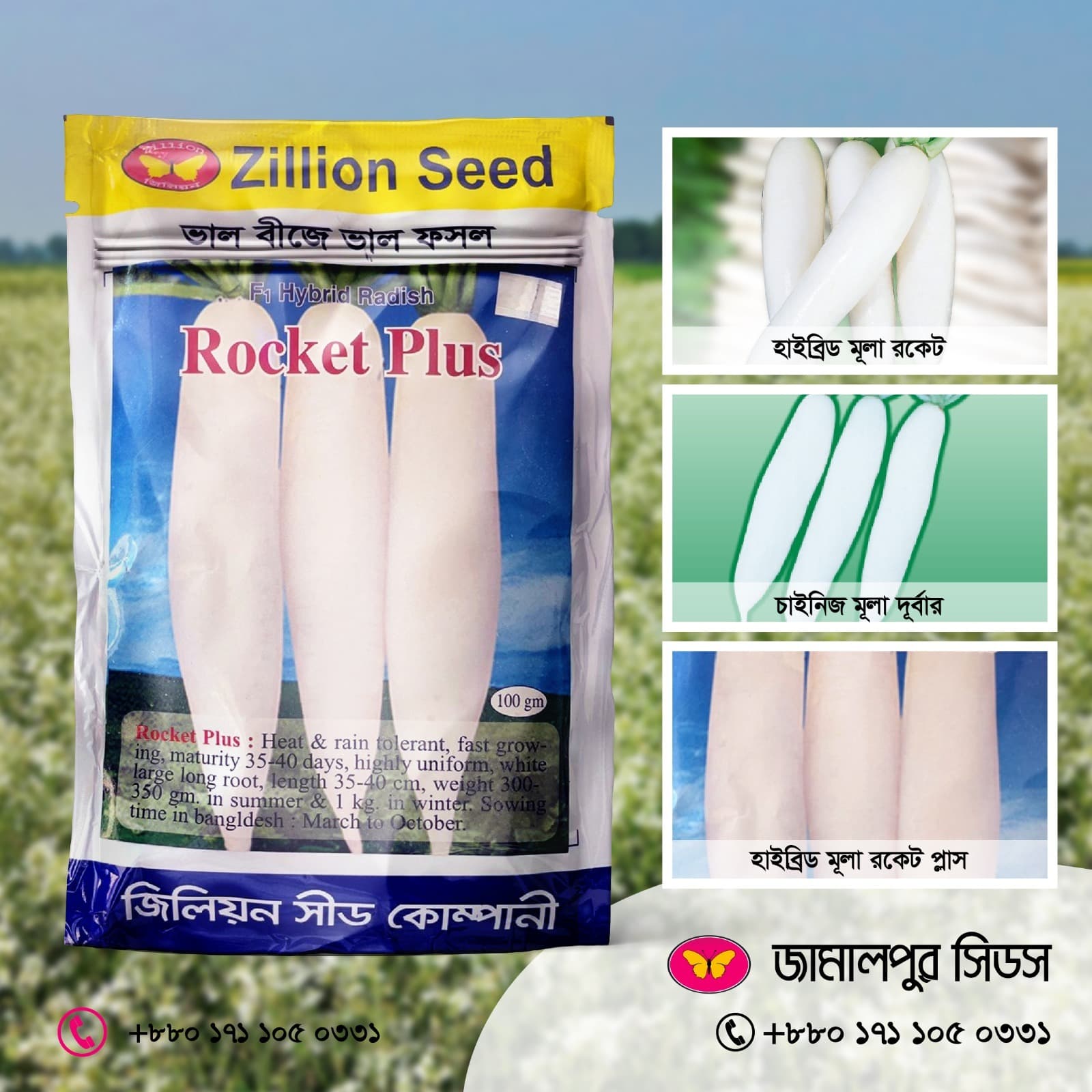 The Best Hybrid Radish Seeds for Your Land!