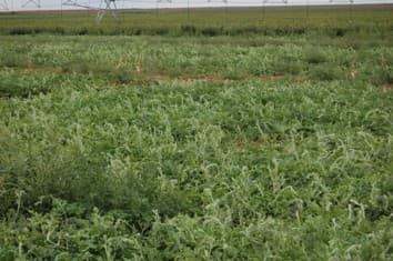 Watermelon mosaic virus