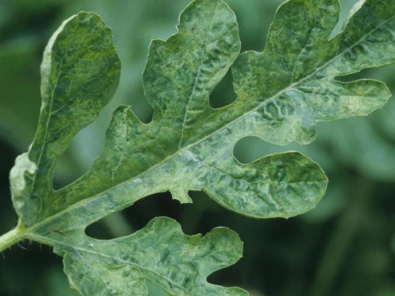 Watermelon mosaic virus