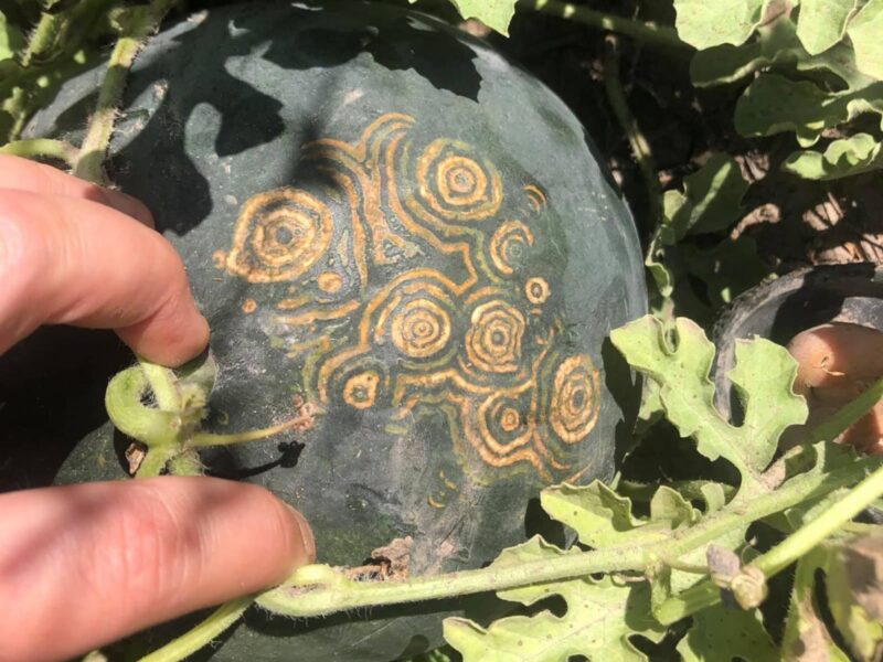 Watermelon mosaic virus