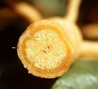 Yellow Vine