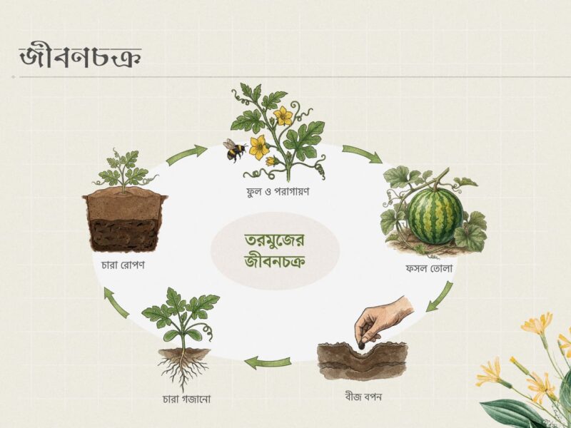 একটি সুন্দর ইনফোগ্রাফিক যা বীজ বপন থেকে শুরু করে চারা গজানো, চারা রোপণ, ফুল ও পরাগায়ন এবং সবশেষে ফসল তোলার ধাপগুলো চিত্রের মাধ্যমে দেখাচ্ছে।