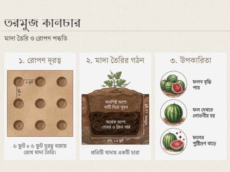 তরমুজ চাষের মাদা তৈরি ও রোপণ পদ্ধতির একটি বিস্তারিত ইনফোগ্রাফিক । ছবিটিতে তিনটি ধাপ দেখানো হয়েছে: প্রথমত, প্রতিটি গর্ত বা মাদার মধ্যে ৬ ফুট বাই ৬ ফুট দূরত্ব বজায় রাখার নকশা । দ্বিতীয়ত, মাদা তৈরির গঠন যেখানে ১.৫ ফুট গভীর ও ১.৫ ফুট চওড়া গর্তের নিচের অর্ধেক অংশ গোবর বা জৈব সার এবং বাকি অংশ মাটি দিয়ে ভরাট করার প্রক্রিয়া দেখানো হয়েছে । তৃতীয়ত, এই পদ্ধতির সুফল হিসেবে ফলন বৃদ্ধি, ফলের আকর্ষণীয়তা এবং পুষ্টিগুণ বৃদ্ধির চিত্র তুলে ধরা হয়েছে ।