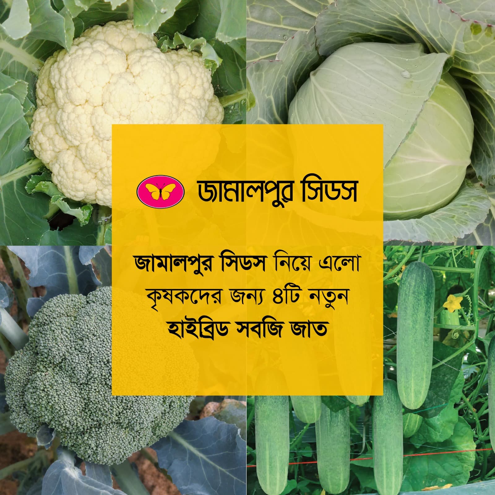 A collage image divided into four sections showcasing four new hybrid vegetable varieties. The top left features a white cauliflower (Heat Queen), the top right shows a firm green cabbage (Heat Sun), the bottom left displays dark green broccoli (Summer Green), and the bottom right highlights long green cucumbers (Gentleman) hanging from a trellis. A bright yellow box in the center contains the Jamalpur Seeds logo and text.