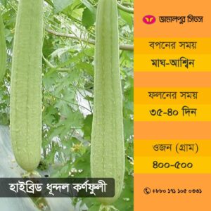Sponge Gourd Seeds from Jamalpur Seeds