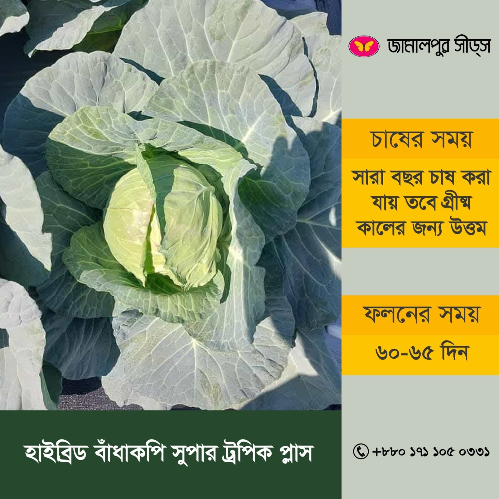 Early Hybrid Cabbage Super Tropic Plus!