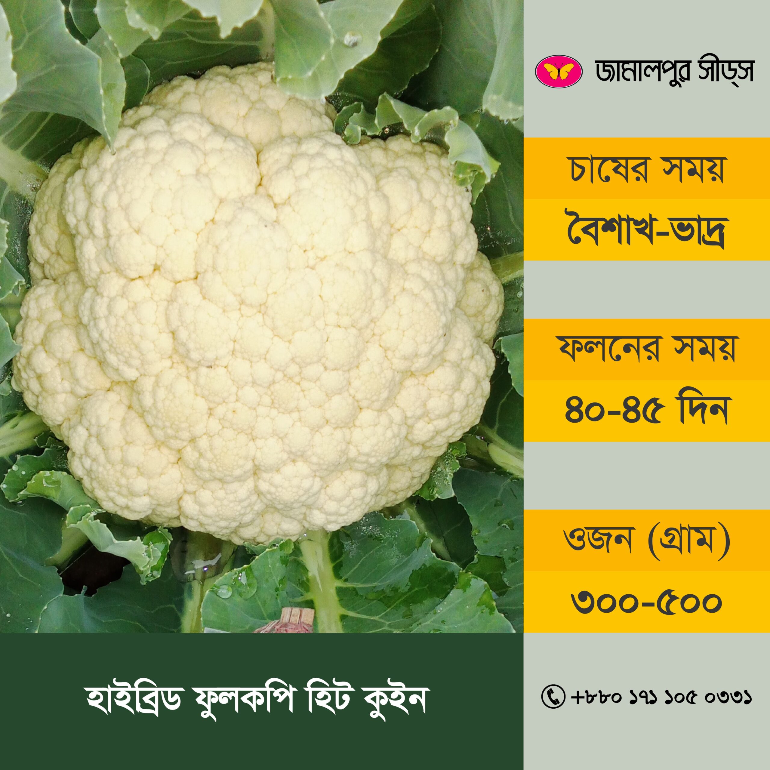 An infographic product banner for Hybrid Cauliflower Heat Queen by Jamalpur Seeds. The left side shows a large, mature white cauliflower head nestled inside its green leaves on the farm. The right side contains a structured layout with three yellow horizontal text blocks specifying the variety's growth parameters written in Bangla. The pink brand logo anchors the top right header, and the call icon with the phone number sits at the bottom right.