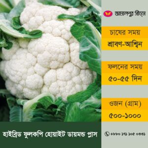 An informational product banner for Hybrid Cauliflower White Diamond Plus by Jamalpur Seeds. The left side features a close-up photograph of a fresh, compact white cauliflower surrounded by vibrant green leaves. The right side has a grey sidebar with yellow text boxes detailing the cultivation specifications in Bangla. The Jamalpur Seeds logo sits at the top right, and the order hotline is at the bottom right corner.