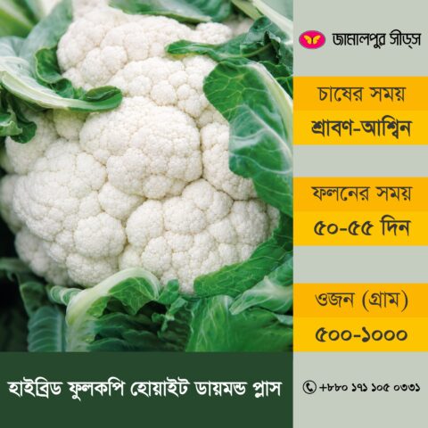 An informational product banner for Hybrid Cauliflower White Diamond Plus by Jamalpur Seeds. The left side features a close-up photograph of a fresh, compact white cauliflower surrounded by vibrant green leaves. The right side has a grey sidebar with yellow text boxes detailing the cultivation specifications in Bangla. The Jamalpur Seeds logo sits at the top right, and the order hotline is at the bottom right corner.