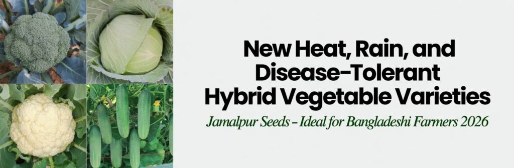 Beautiful harvest of Jamalpur Seeds’ new heat, rain, and disease-tolerant new hybrid vegetables — Heat Queen Cauliflower, Summer Green Broccoli, Heat Sun Cabbage, and Gentleman Cucumber. High-yielding, attractive, and ideal for Bangladeshi farmers facing climate challenges.