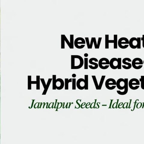 Beautiful harvest of Jamalpur Seeds’ new heat, rain, and disease-tolerant new hybrid vegetables — Heat Queen Cauliflower, Summer Green Broccoli, Heat Sun Cabbage, and Gentleman Cucumber. High-yielding, attractive, and ideal for Bangladeshi farmers facing climate challenges.