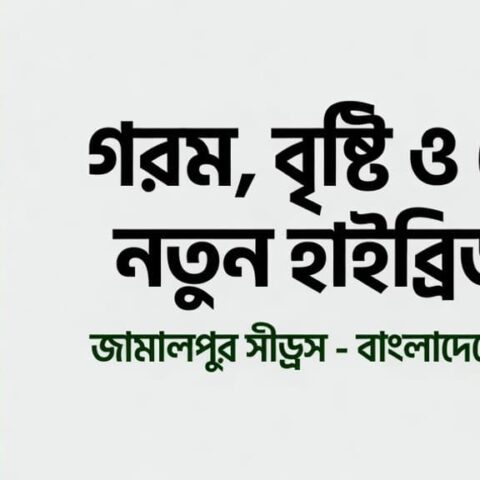 জামালপুর সীড্‌সের গরম, বৃষ্টি ও রোগ সহনশীল নতুন হাইব্রিড সবজি জাত – চাষি ভাইদের জন্য সেরা সমাধান ২০২৬