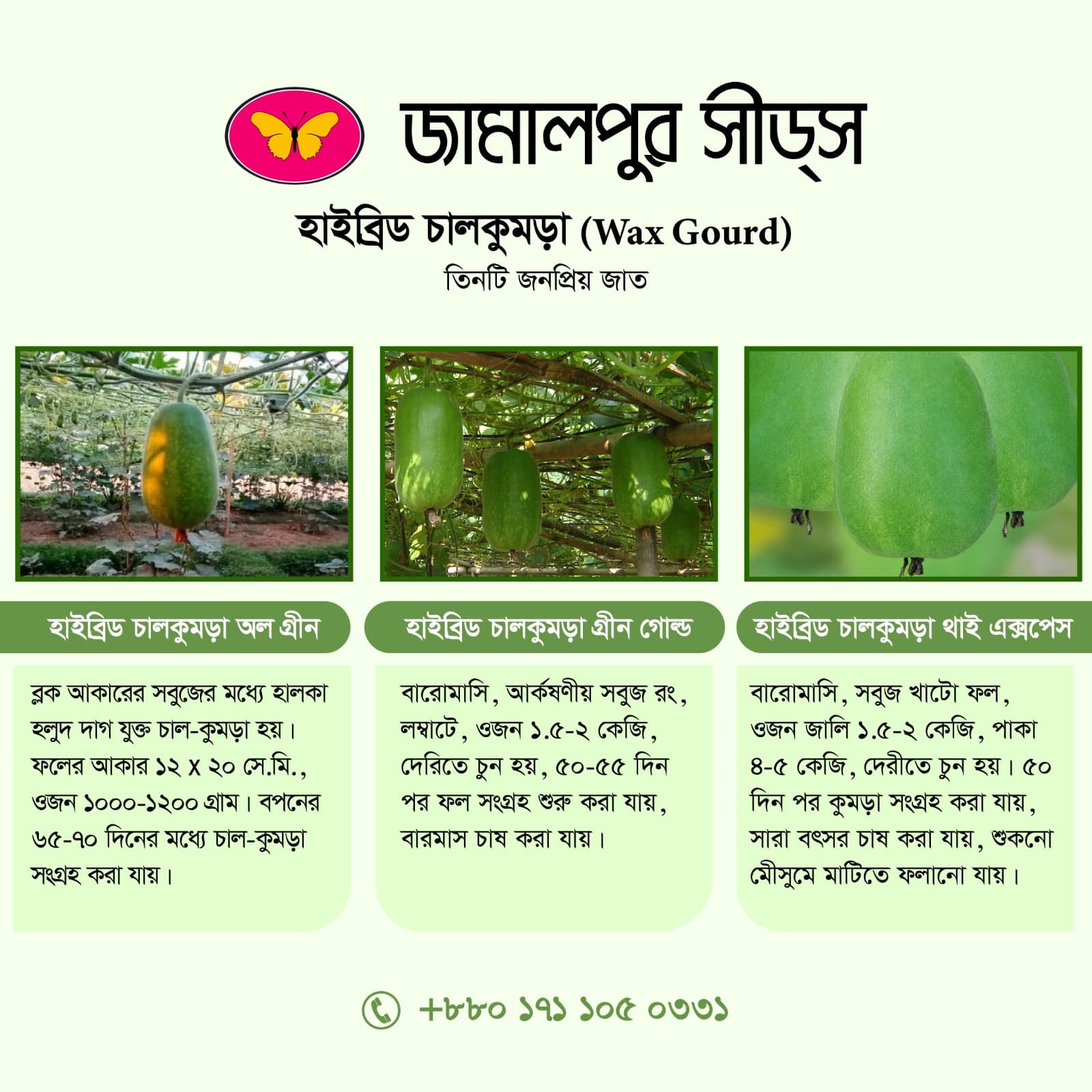 3 Premium Hybrid Wax Gourd Varieties from Jamalpur Seeds!