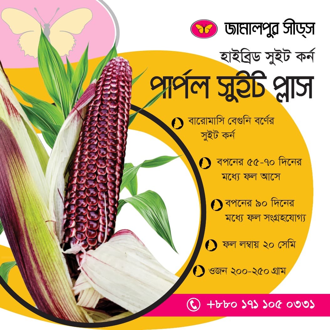 F1 HYBRID SWEET CORN PURPLE SWEET PLUS