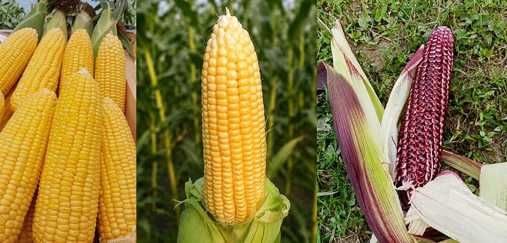 Sweet Corn Farming Method in Bangladesh: Step-by-Step Guide for Higher Yield